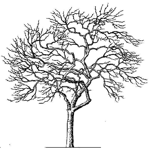 clipart tree black and white - photo #10